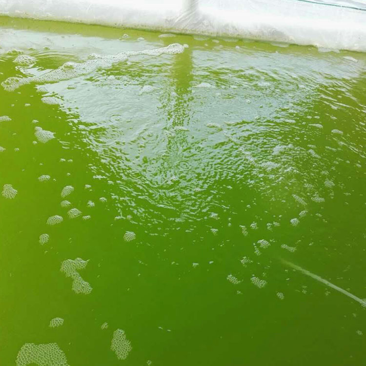 当珍珠龙胆遇上小球藻