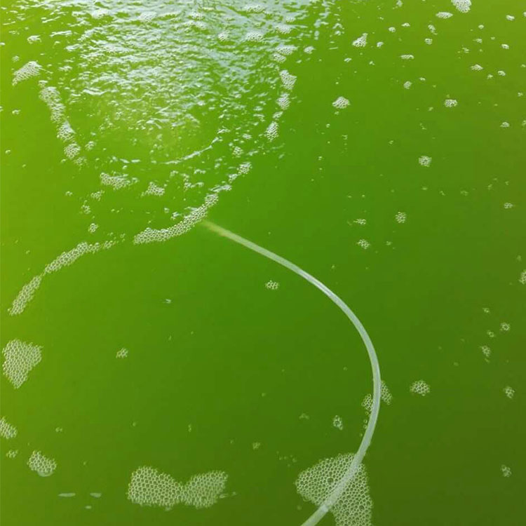 卡尔文小球藻图片