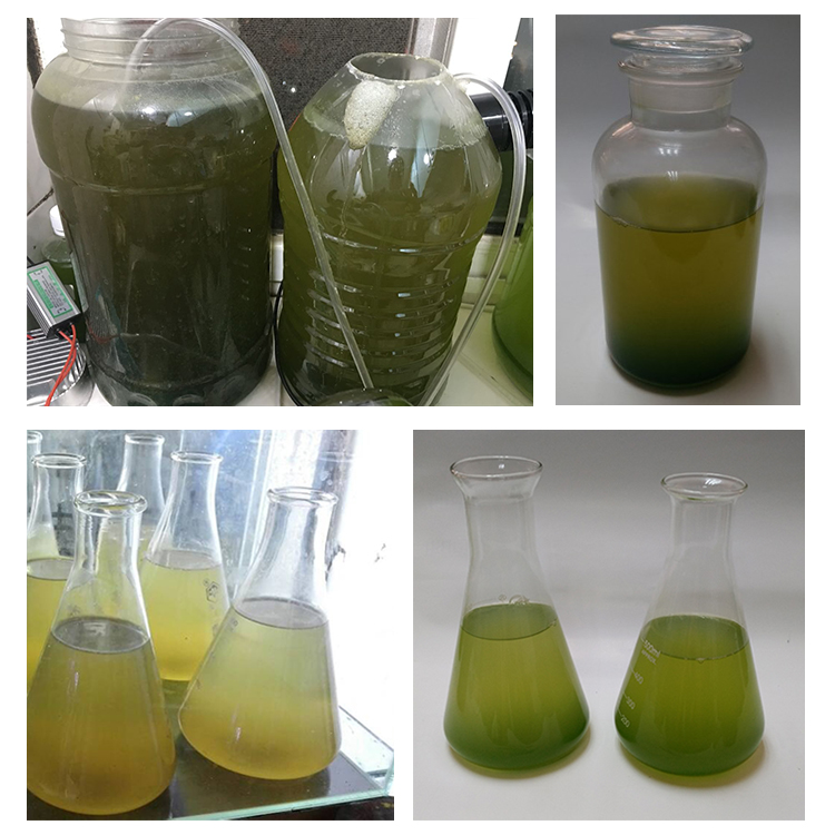 夏季高温警惕小球藻老化发黄