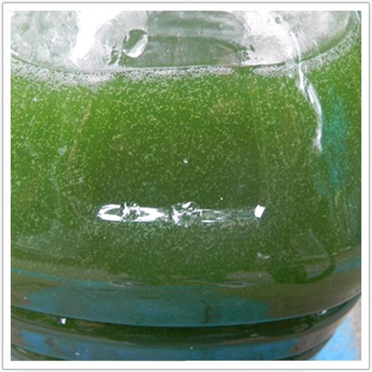 微藻网小球藻扁藻藻种培养基光合细菌