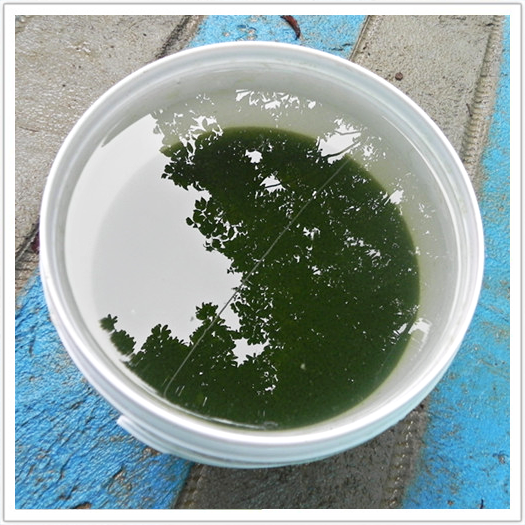 微藻网小球藻扁藻藻种培养基光合细菌