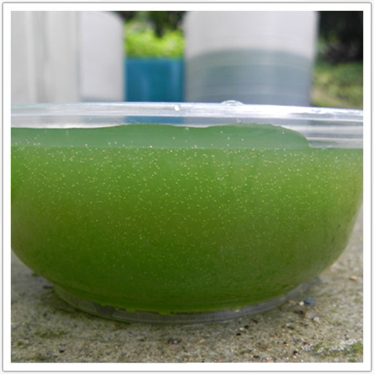 微藻网小球藻扁藻藻种培养基光合细菌